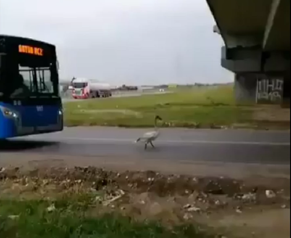 Razlog za usporen saobraćaj u Novom Sadu je neverovatan (FOTO)