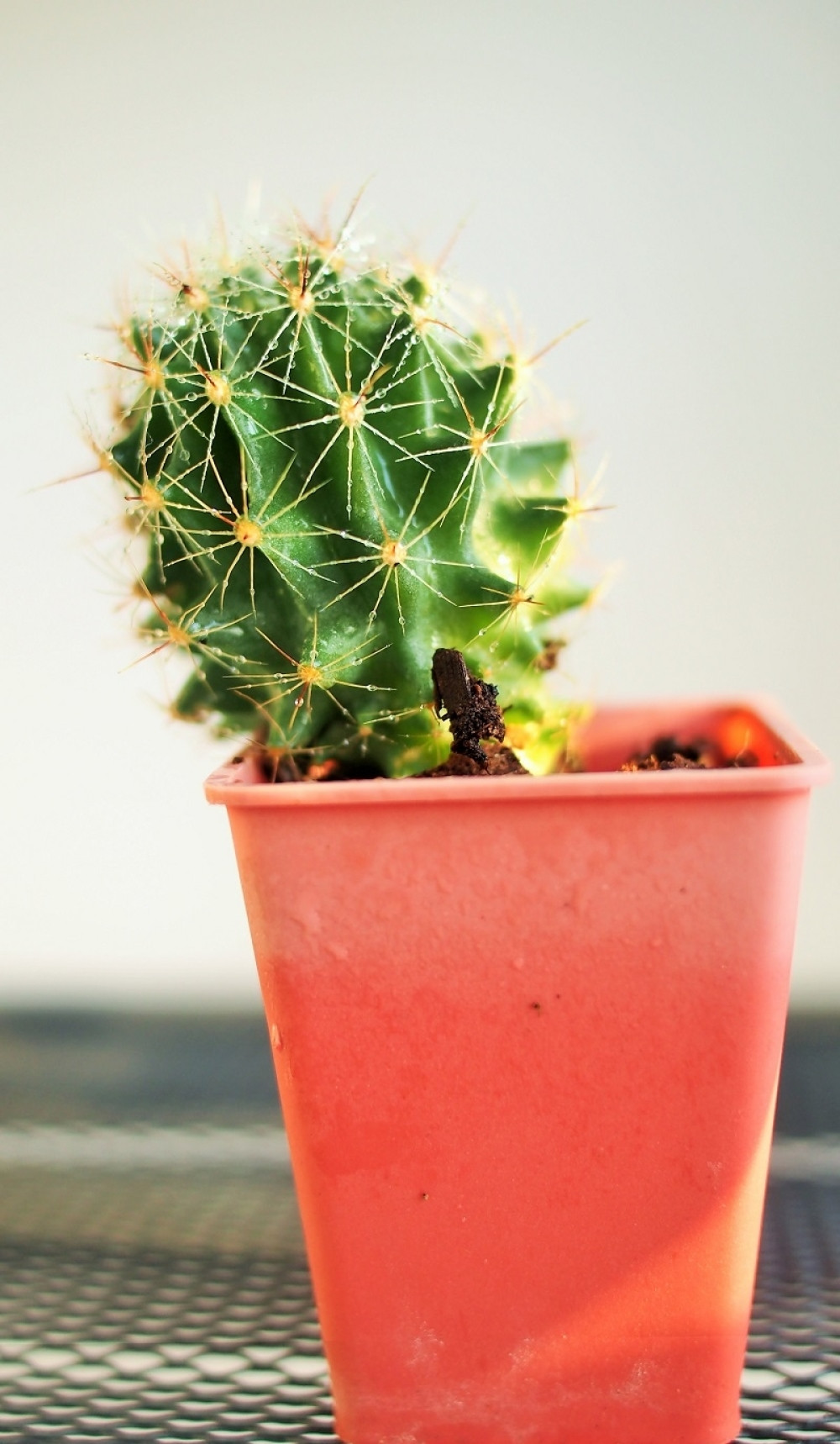 Želite li da pročistite vazduh u vašem domu? Kupite neku od ovih biljaka