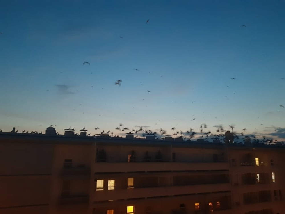 Svi se pitaju otkud u ovolikom broju?! Beograđani uznemireni, noću se čak čuju jezivi zvuci (VIDEO)