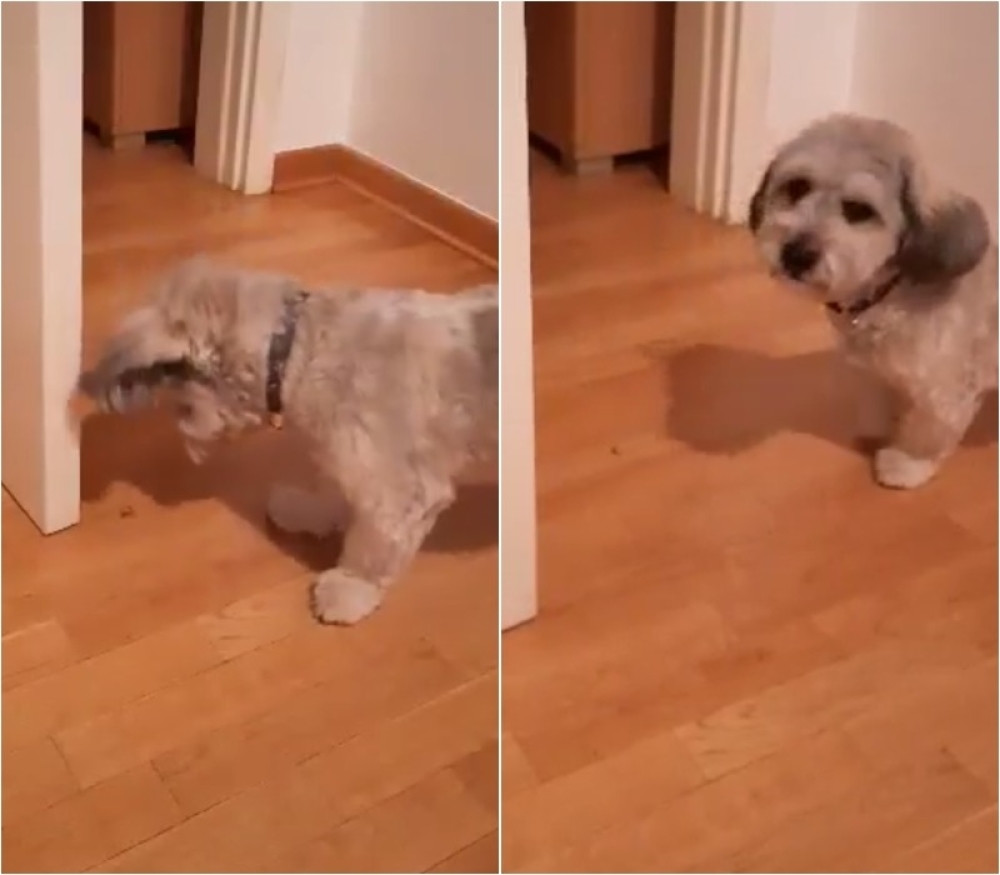 I kućni ljubimci moraju se vakcinisati protiv korone - spremite novčanike!