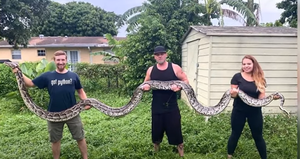 Na Floridi je uhvaćen piton dužine 5,7 metara