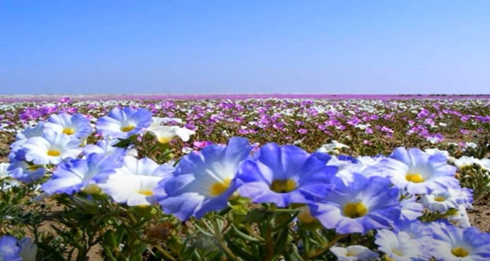 Usled klimatskih promena pustinja Atakama sve češće je prekrivena cvećem, neverovatan prizor oduzima dah