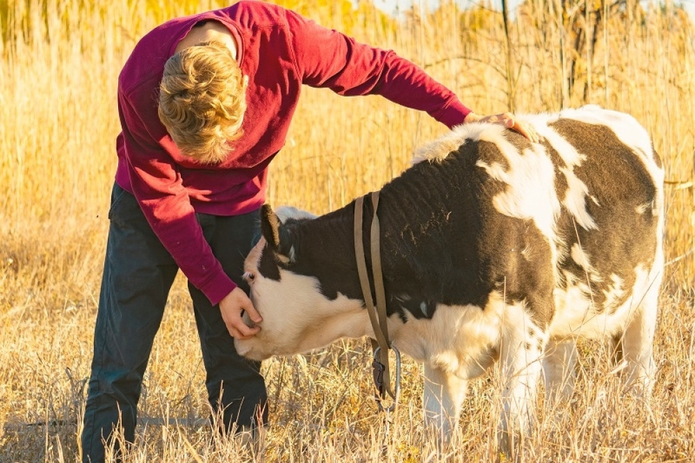 Grljenje krava je novi svetski trend: Korisna zabava koja oslobađa od stresa