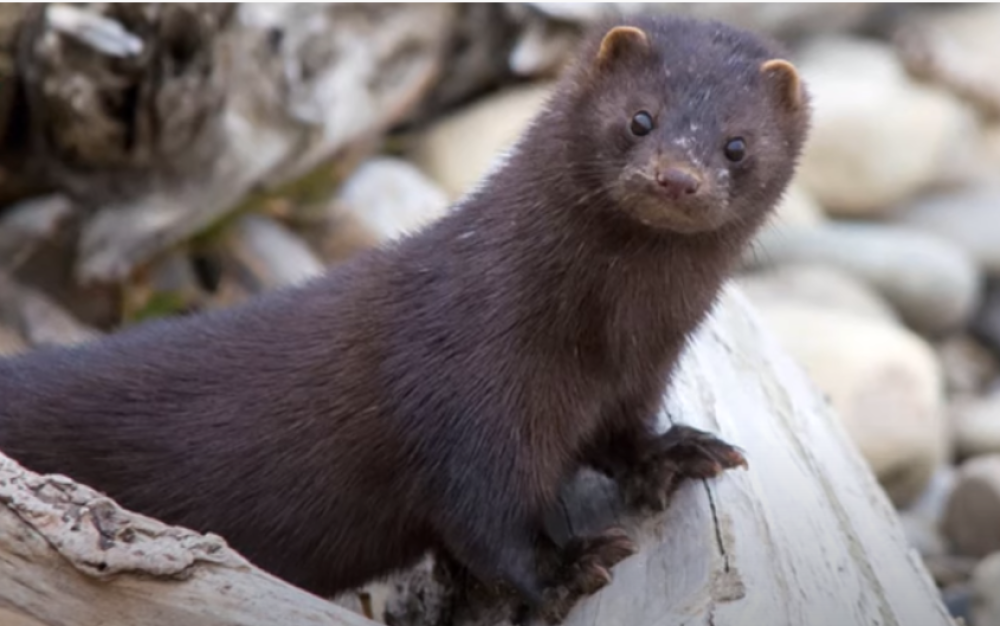 U Danskoj počeo odstrel 2,5 miliona kuna, trajaće mesecima