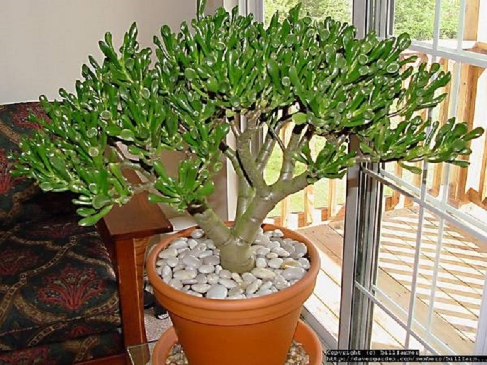 Ova biljka privlači blagostanje i pare!