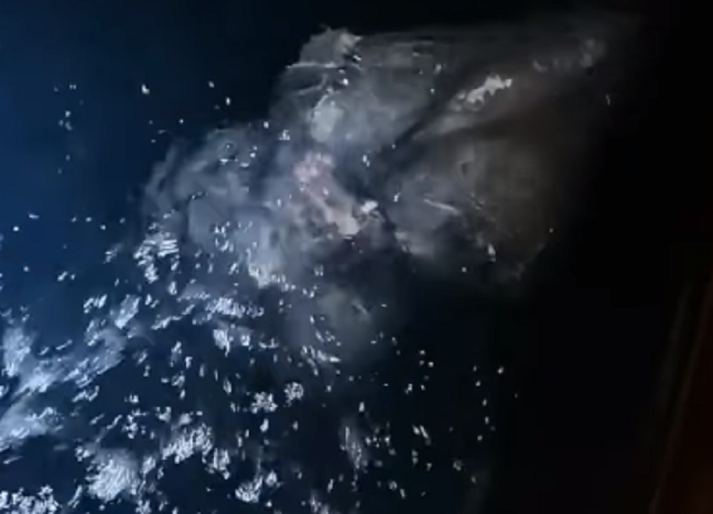 U Jadranu uhvatili "monstruma" od 500 kilograma! (VIDEO)