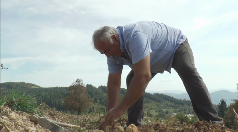 Dobrivoje iz Kušića gaji posebnu vrstu krompira, mešavina tri klime i nadmorska visina daju mu poseban ukus i kvalitet (FOTO)