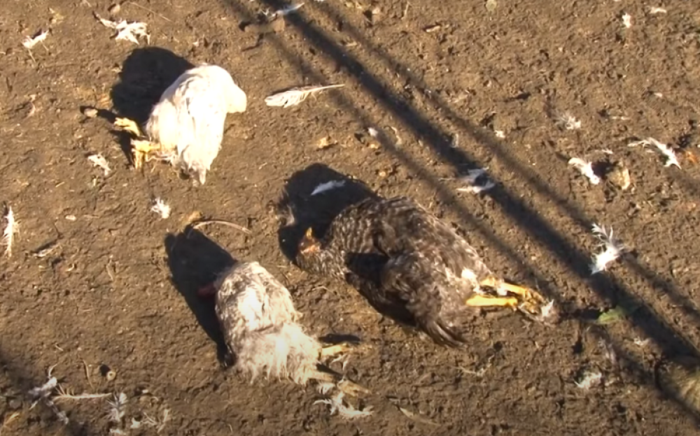 Zoran iz Obrenovca zatekao užas u dvorištu, lutalice napravile veliku štetu domaćinu