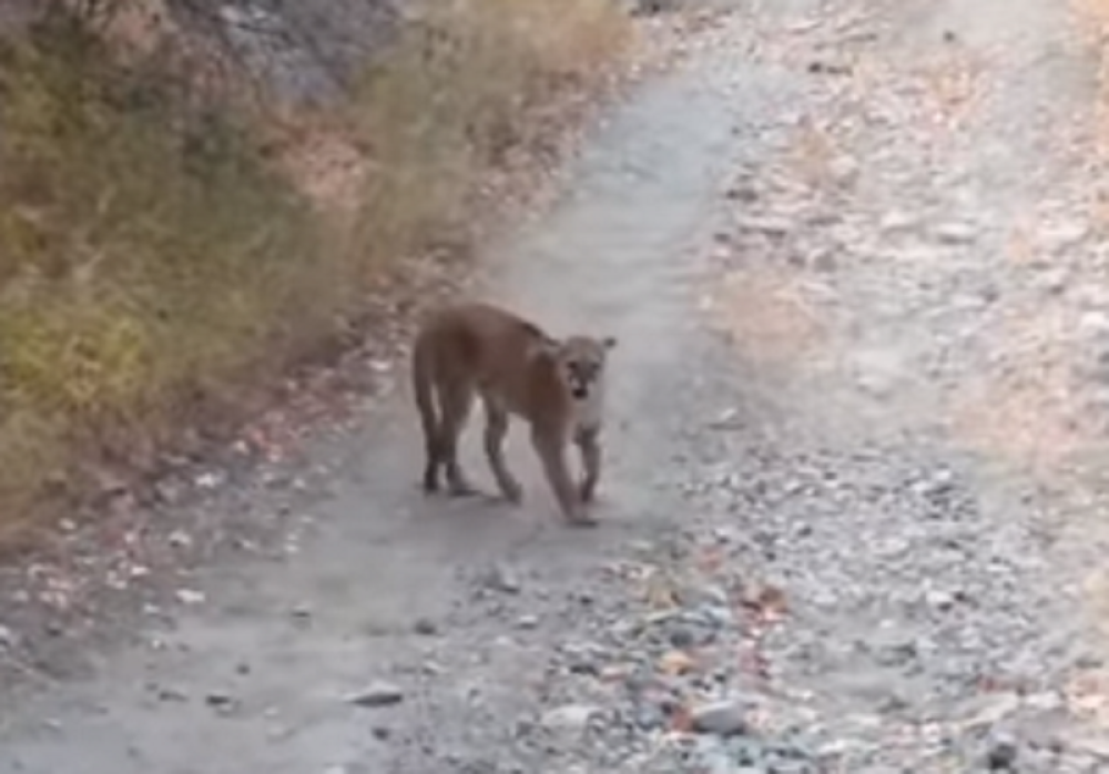 Sve zabeležio snimkom (VIDEO)