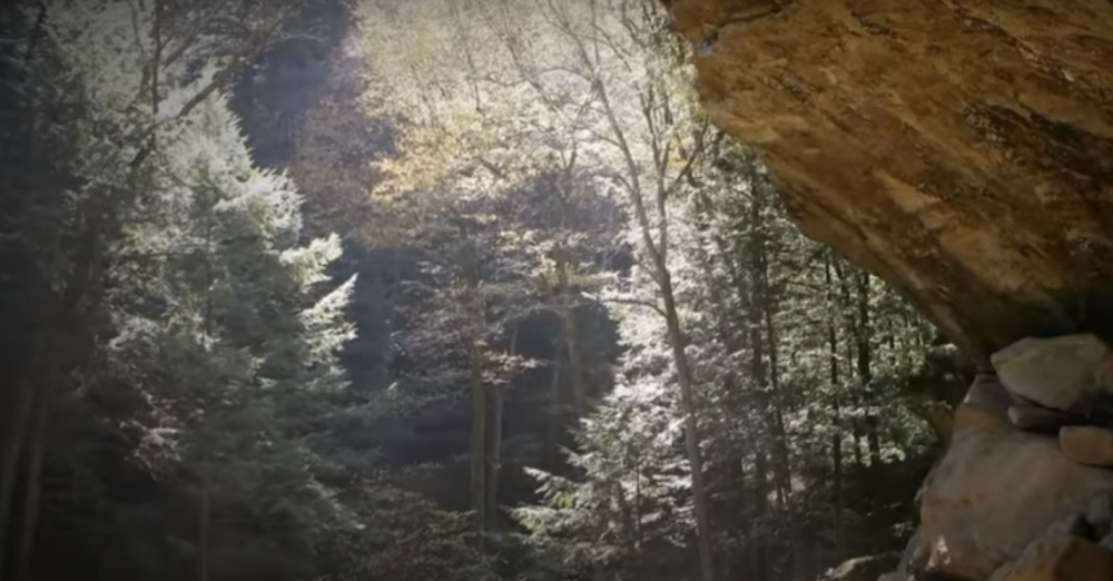 Majka četvoro dece tragično je nastradala, stablo od 33 kilograma palo preko nje, ostala na mestu mrtva!