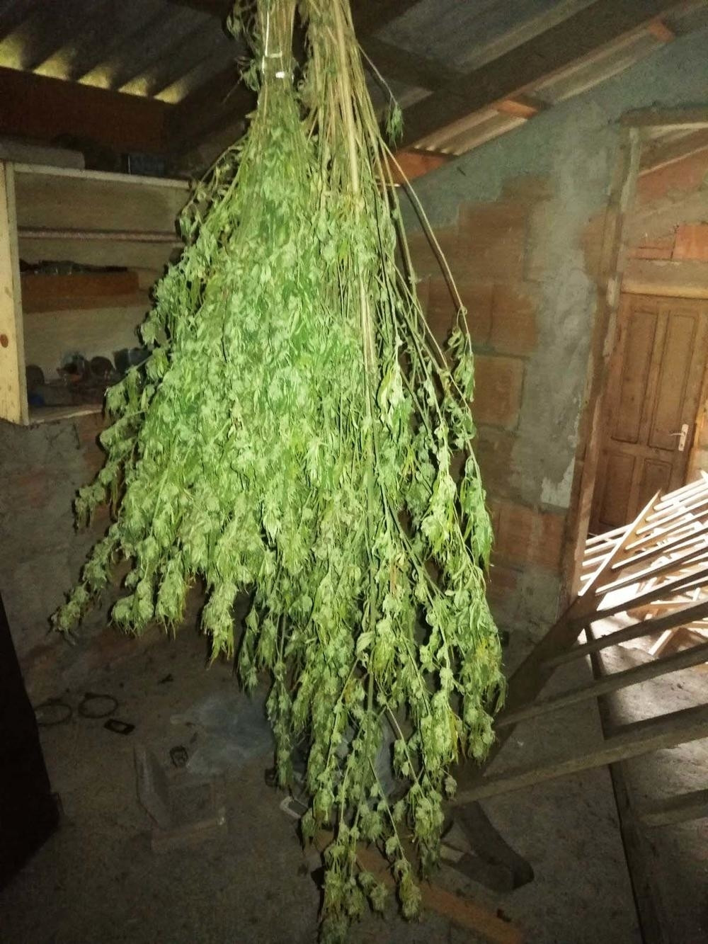 Policija u u stanu osumnjičenog pronašla veliki broj nedozvoljenih biljaka - trave visile po plafonu! (FOTO)