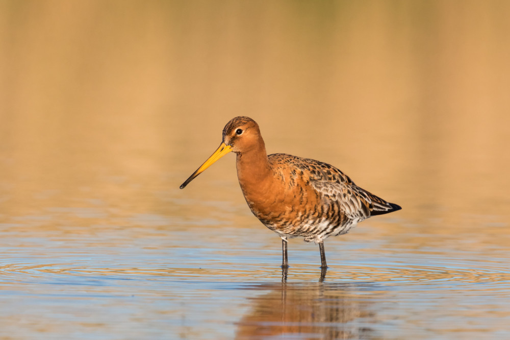 Ptica letom iznad Pacifika oborila svetski rekord