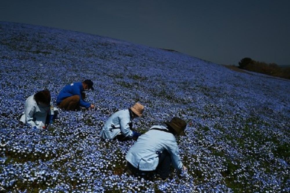Četiri miliona plavih cvetova pruža neverovatnu čaroliju (FOTO)