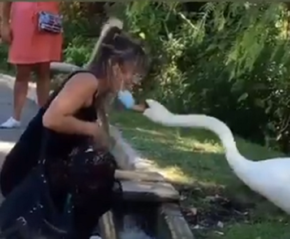 Labud "OBJASNIO" ženi kako se nosi ZAŠTITNA MASKA (VIDEO)