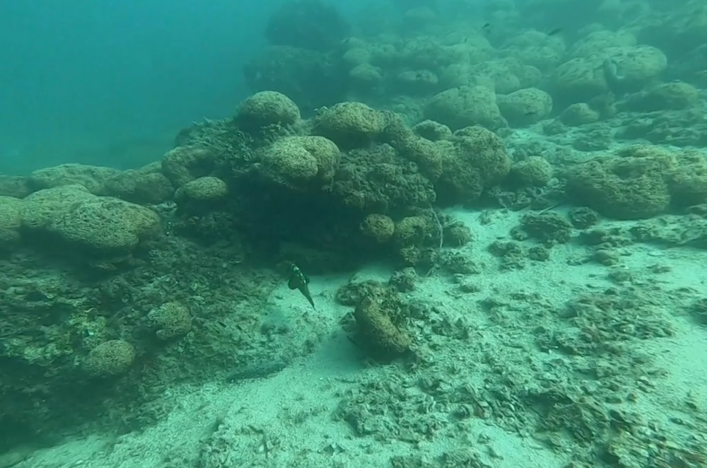 Objavljen video korala od 650 kvadrata!