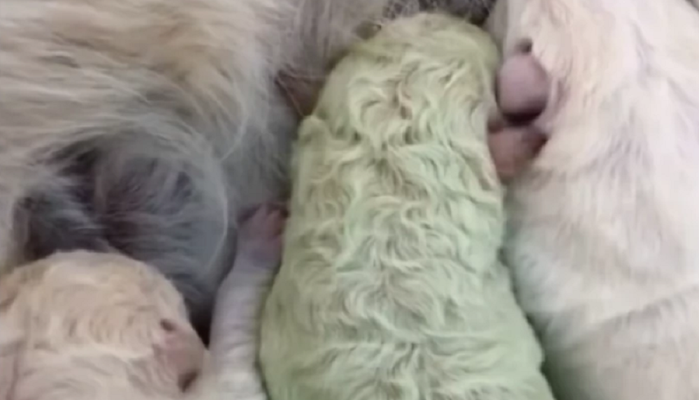 Nikome nije jasno kako se ovo desilo, ali objašnjenje postoji!