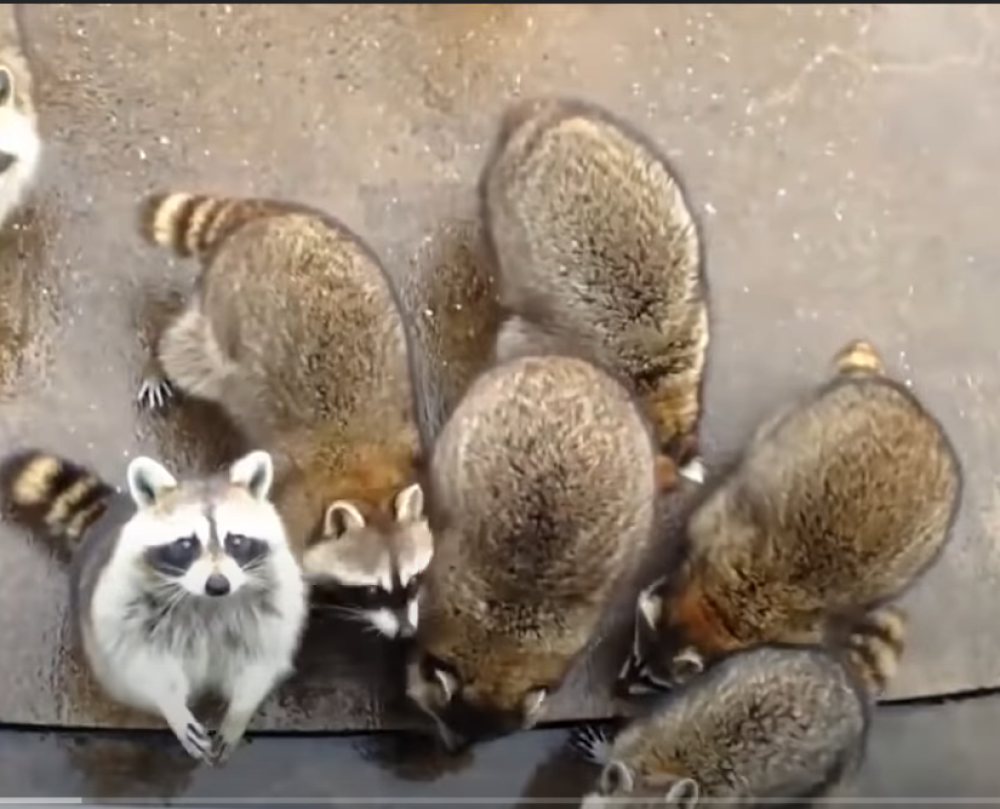 Kalifornijsku banku opljačali su - RAKUNI