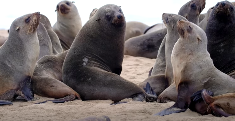Pronađeno 7.000 uginulih foka na obali poluostrva Pelikan Point