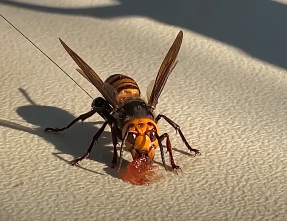 Uklonjeno gnezdo stršljenova ubica