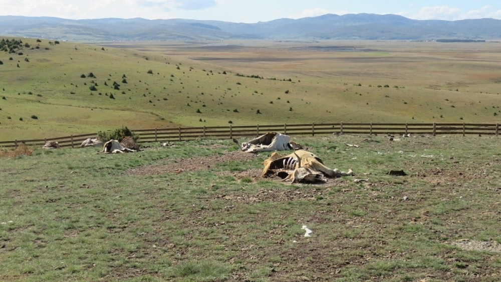 Na hranilište tokom godine izneto 20 tona animalnog otpada (FOTO)