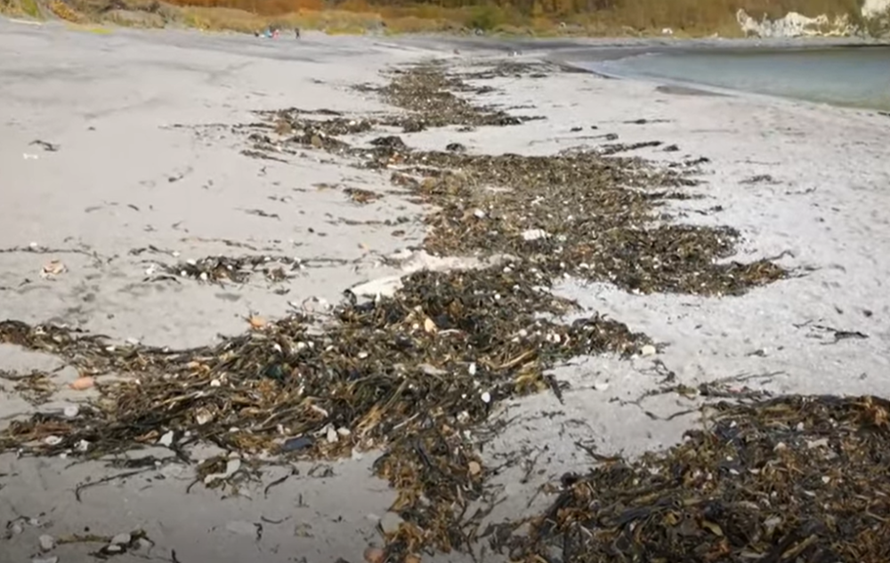 Za masovan pomor morskog sveta na Kamčatki krive otrovne alge, a ne čovek