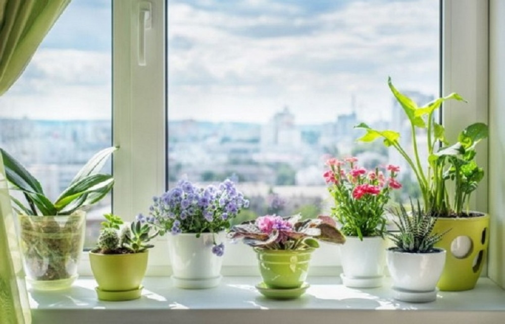 Čudo od rastvora za sobne biljke