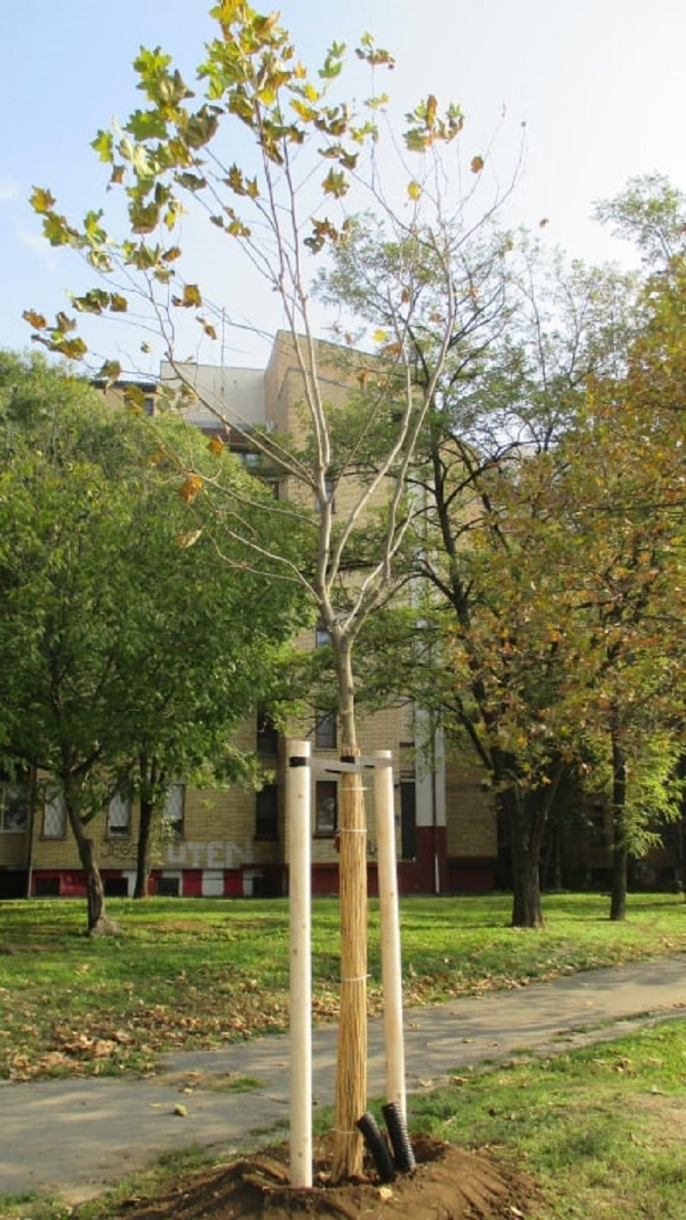 Širom prestonice se sade nova, zdrava i mlada stabla