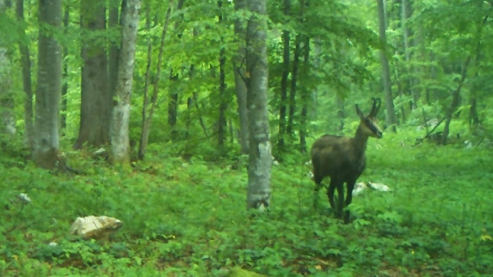Ubijeno više od 500 jelena i divljih svinja