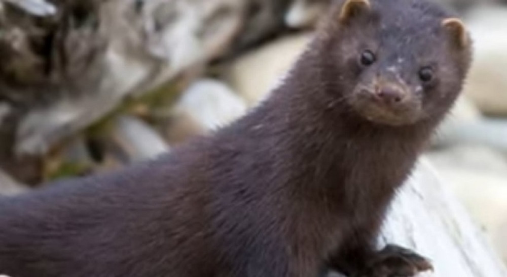 Danska će iz neverovatnog razloga ubiti sve vizone