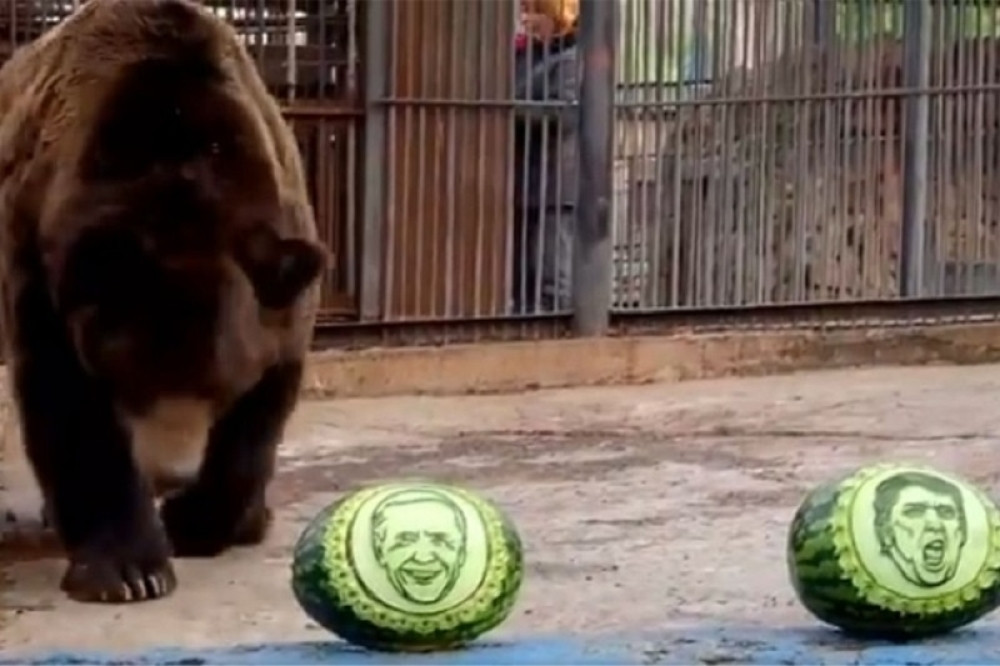 Sibirski medved predvideo ko je budući predsednik SAD