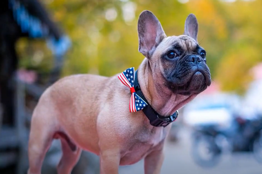 Američki grad za gradonačelnika izabrao buldoga (VIDEO)