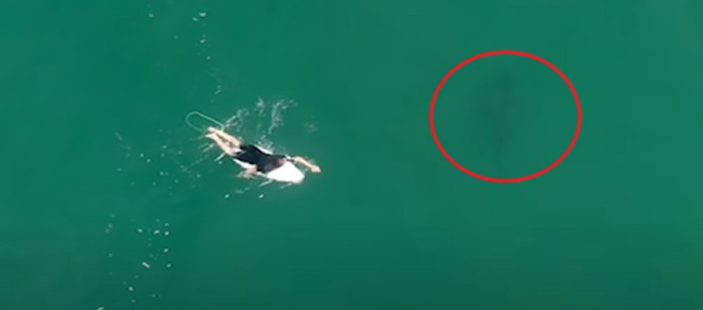 Poznati surfer oči u oči sa ajkulom: Dogodilo se čudo! (VIDEO)
