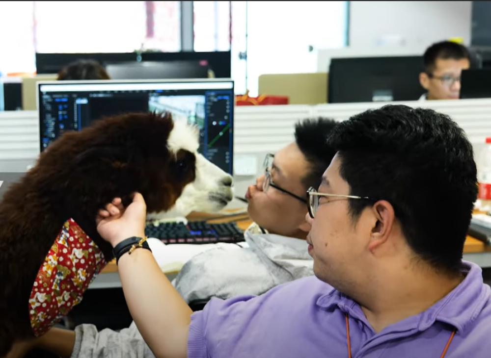 Kompanija "zaposlila" lamu kako bi smanjila stres zaposlenih