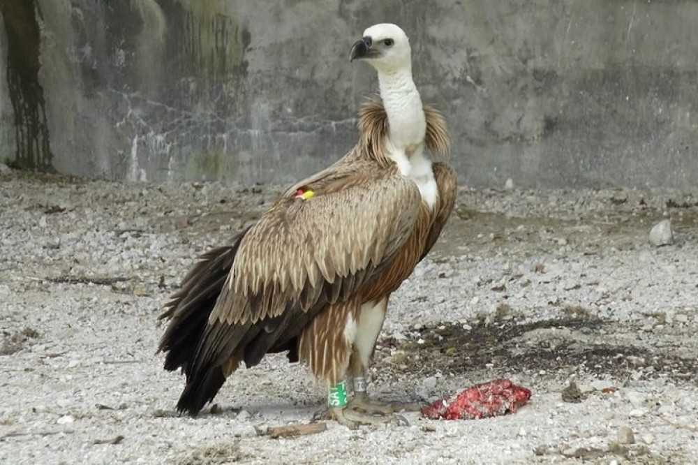 Namerno se postavljaju mamci koji ubijaju predatore i ostale divlje životinje