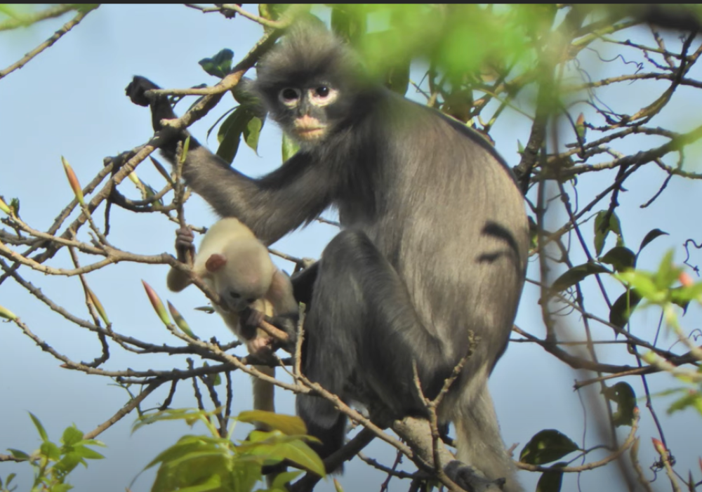 Nova vrsta majmuna otkrivena u Mjanmaru (VIDEO)