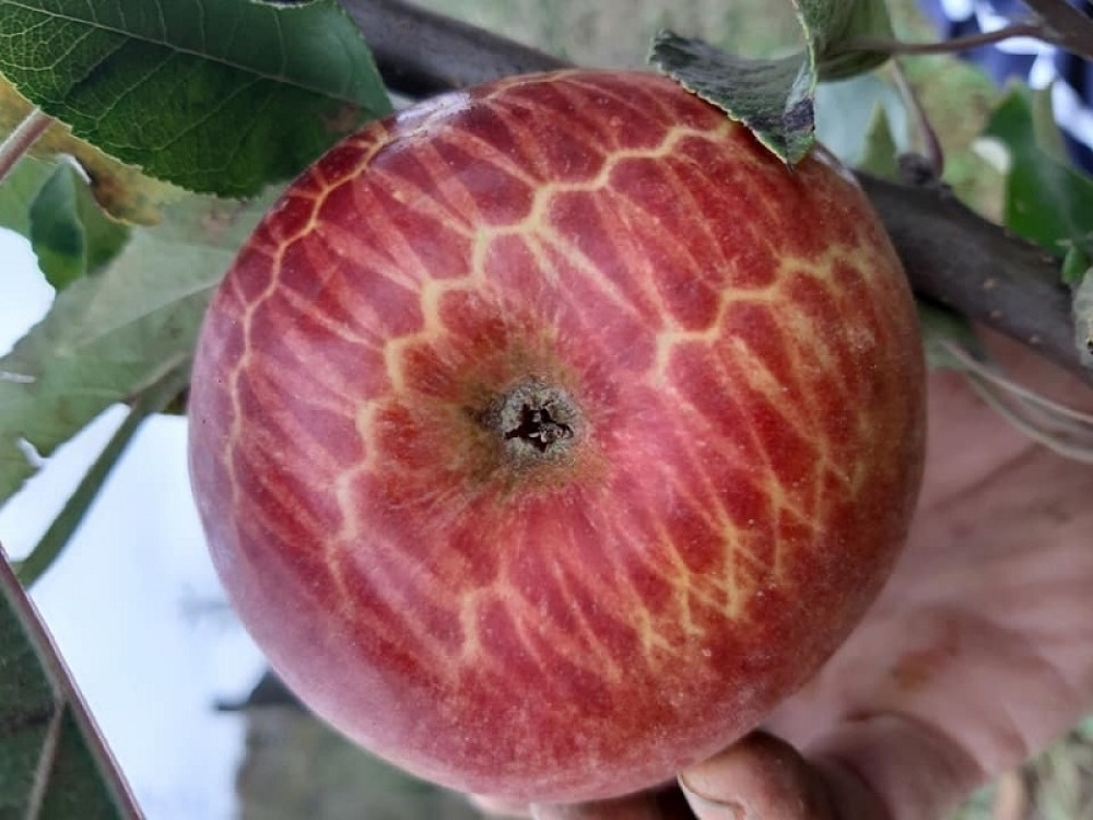 Dejan ubrao neobičnu voćku na svom imanju u blizini Topole (FOTO)