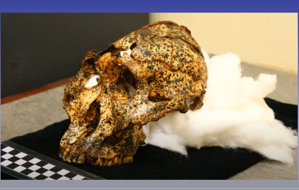 Lobanja stara dva miliona godina otkriva nove detalje evolucije čoveka (VIDEO)