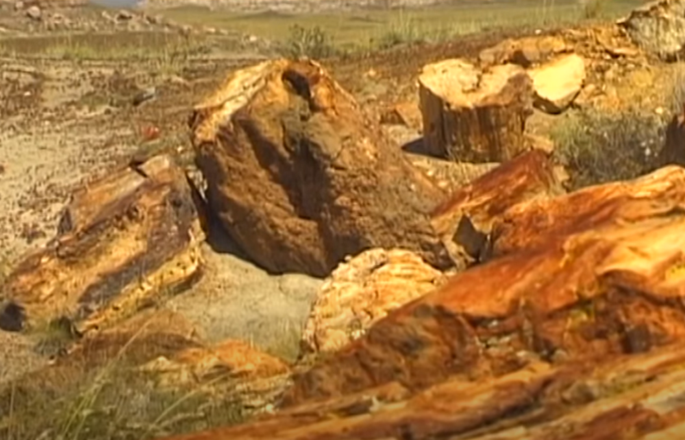 Otkriveno 14 čudesnih stabala starih 18 miliona godina (VIDEO)