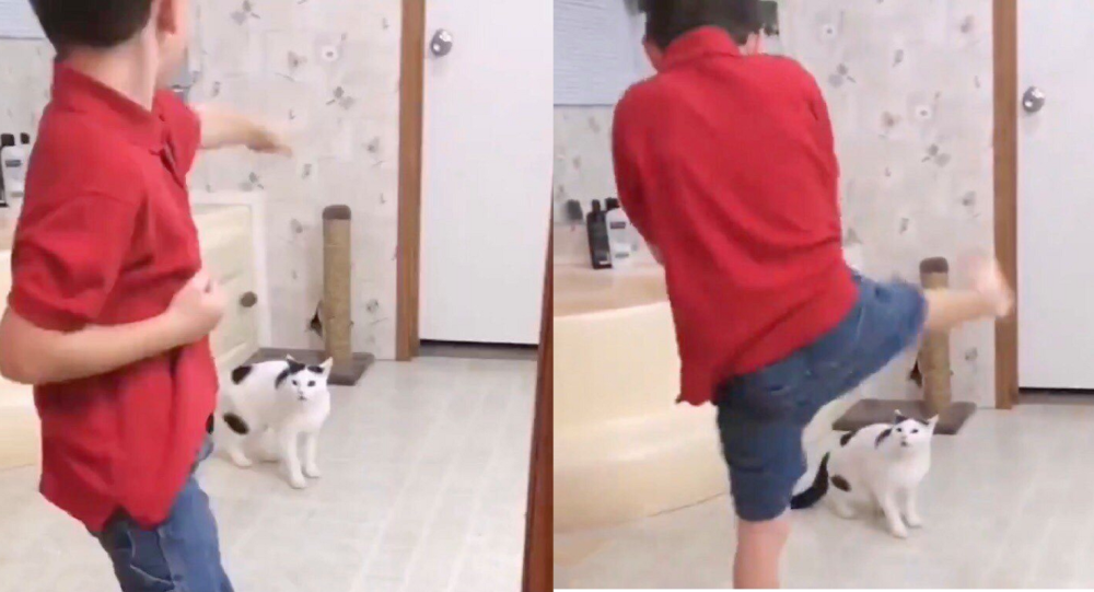 Dečak je pred MAČKOM izvodio borilačku veštinu, a onda je ona uradila OVO (VIDEO)