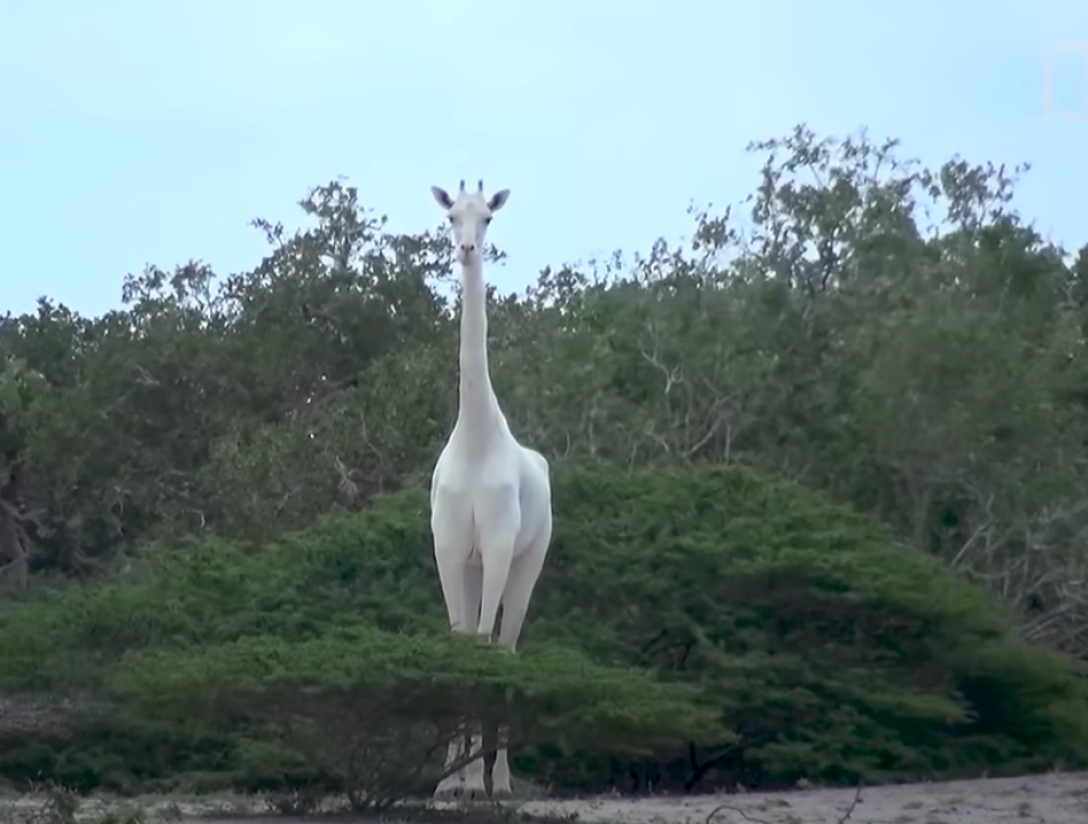 Usamljeni mužjak ostao bez ženke i mladunčeta koje su zverski ubile lovokradice, a vlasti Kenije se sada bore za njegov život! (FOTO/VIDEO)