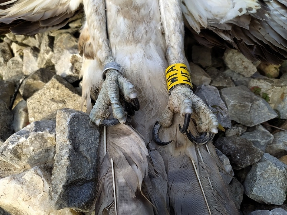 Svetski putnik deset puta išao do Afrike i vraćao se (FOTO)