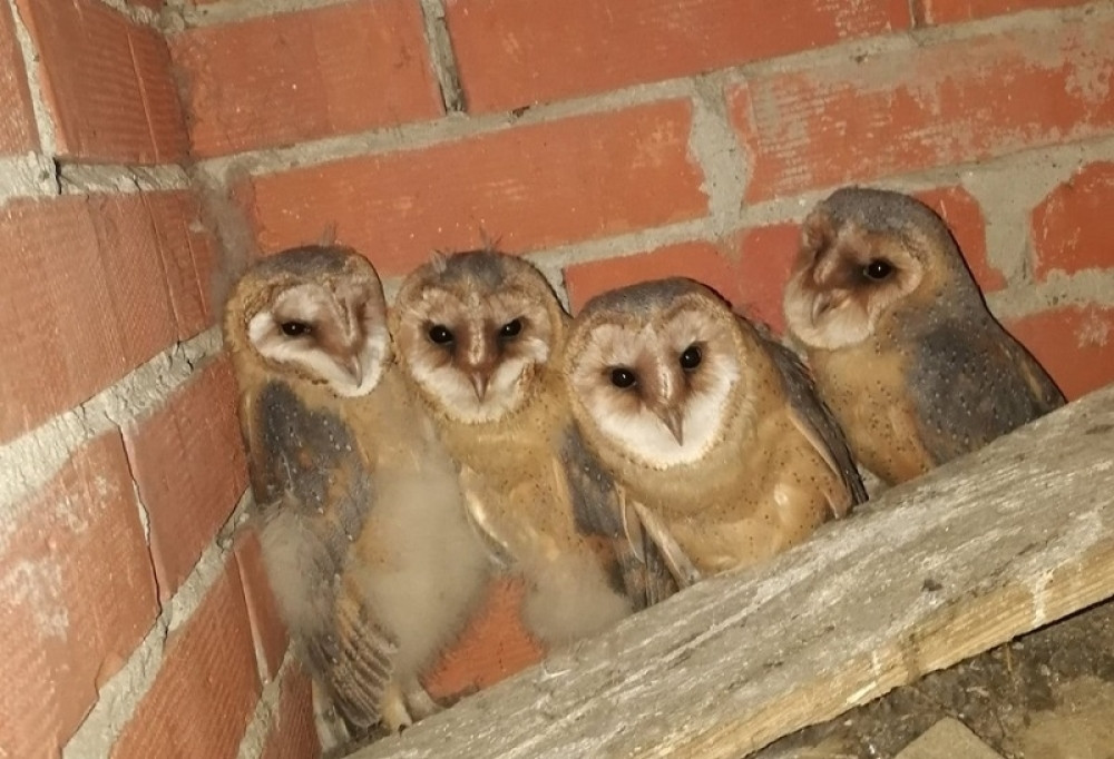 Na Draganovom tavanu uselio se jedan par i izlegao mlade (FOTO)