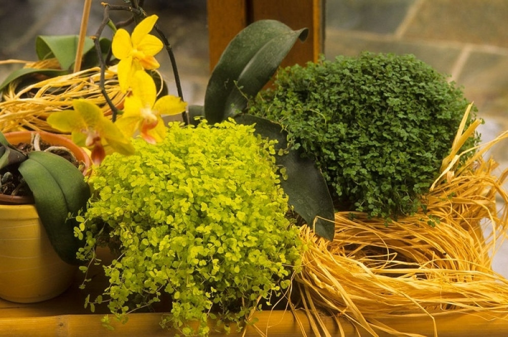 Ovu biljku obavezno držite u kući, a evo šta ona donosi!