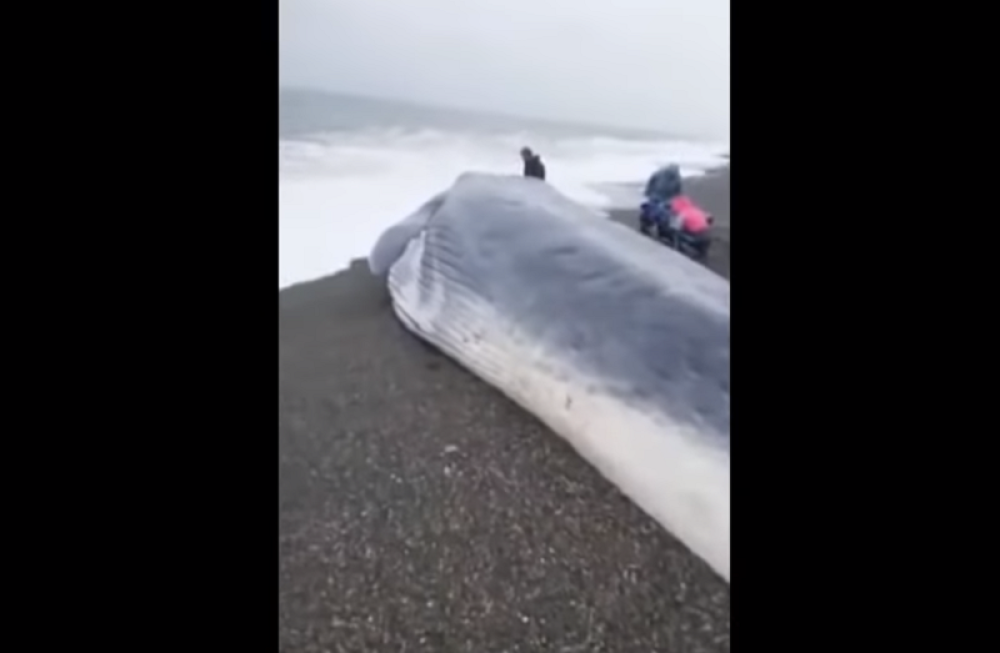 Bio je jedinstven, ali mu nažalost nije bilo spasa (VIDEO)