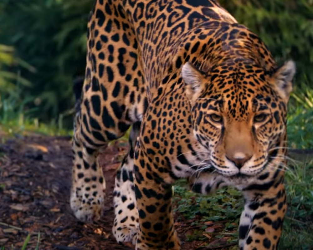 Misterija simbola jaguara u majanskoj mitologiji