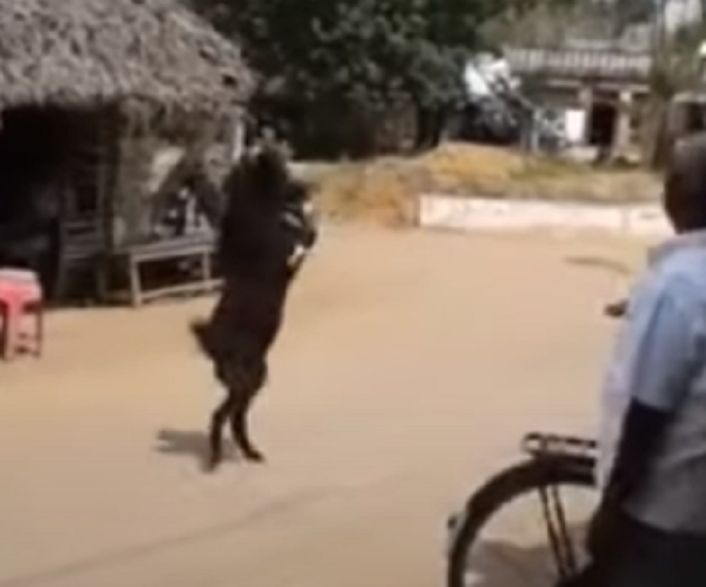 Neverovatno, koza hoda kao čovek! (VIDEO)