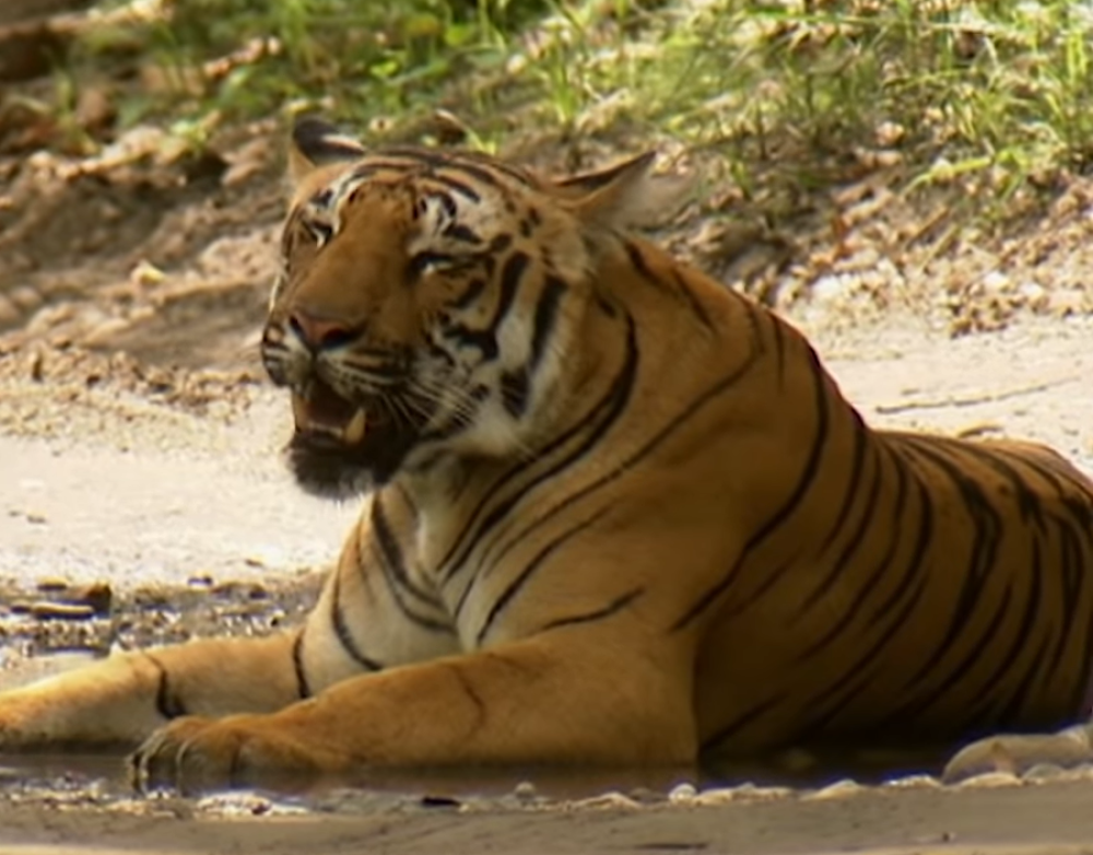 Bengalski tigar napao čoveka i bacio ga u jamu (VIDEO)