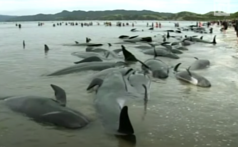 Preko 100 sisara se nasukalo na obalu i uginulo (VIDEO)