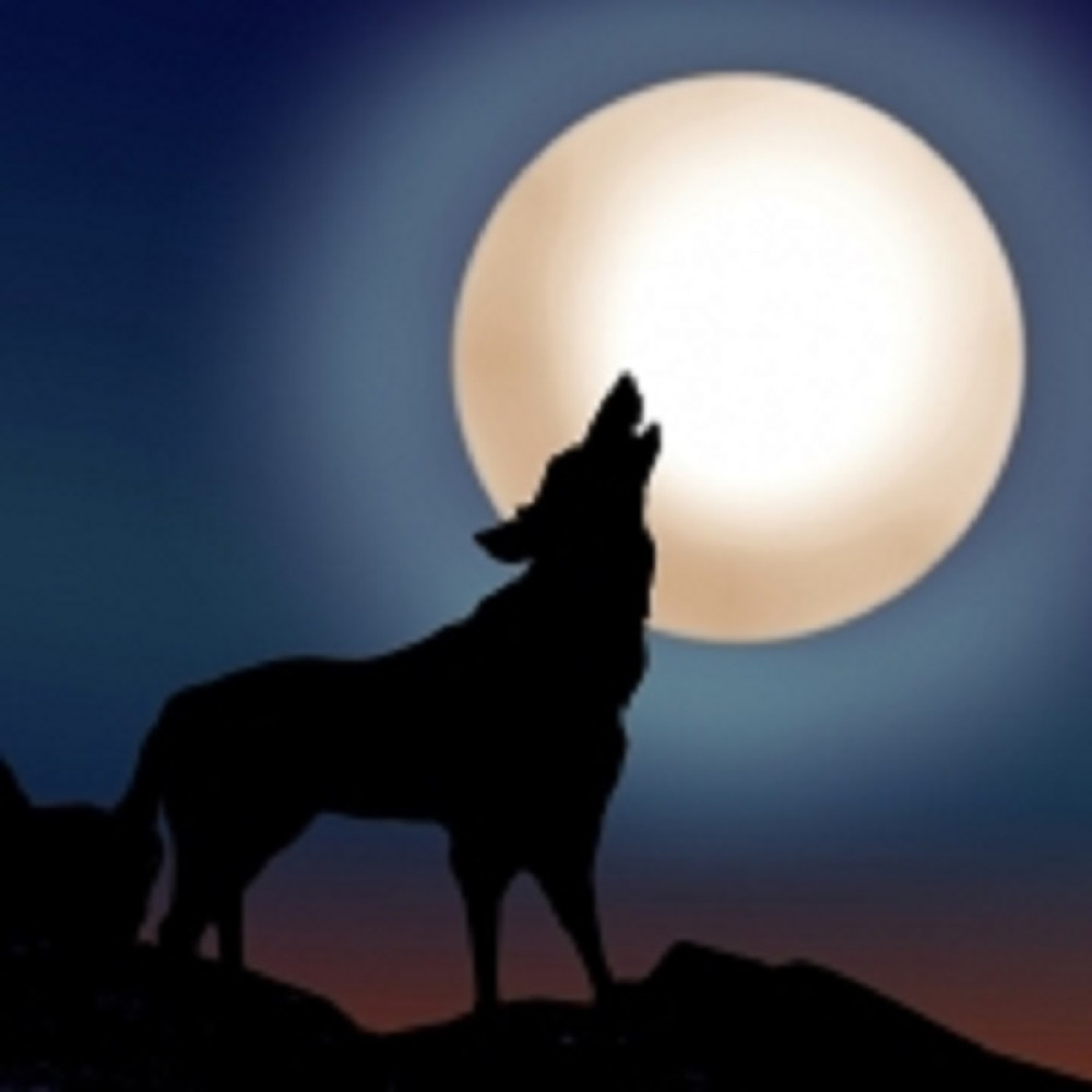 Čopor vukova u Rusiji ne da mira stanovnicima ovog sela (VIDEO)