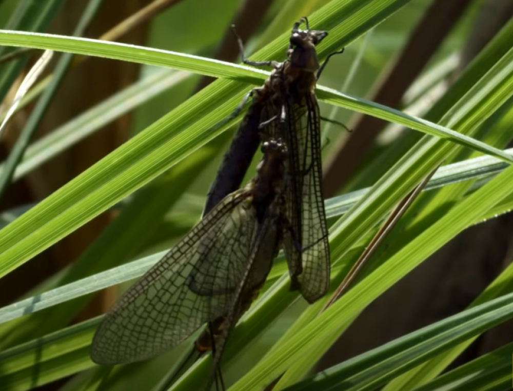 Živi svega nekoliko dana, ali uspeva da produži vrstu (VIDEO)